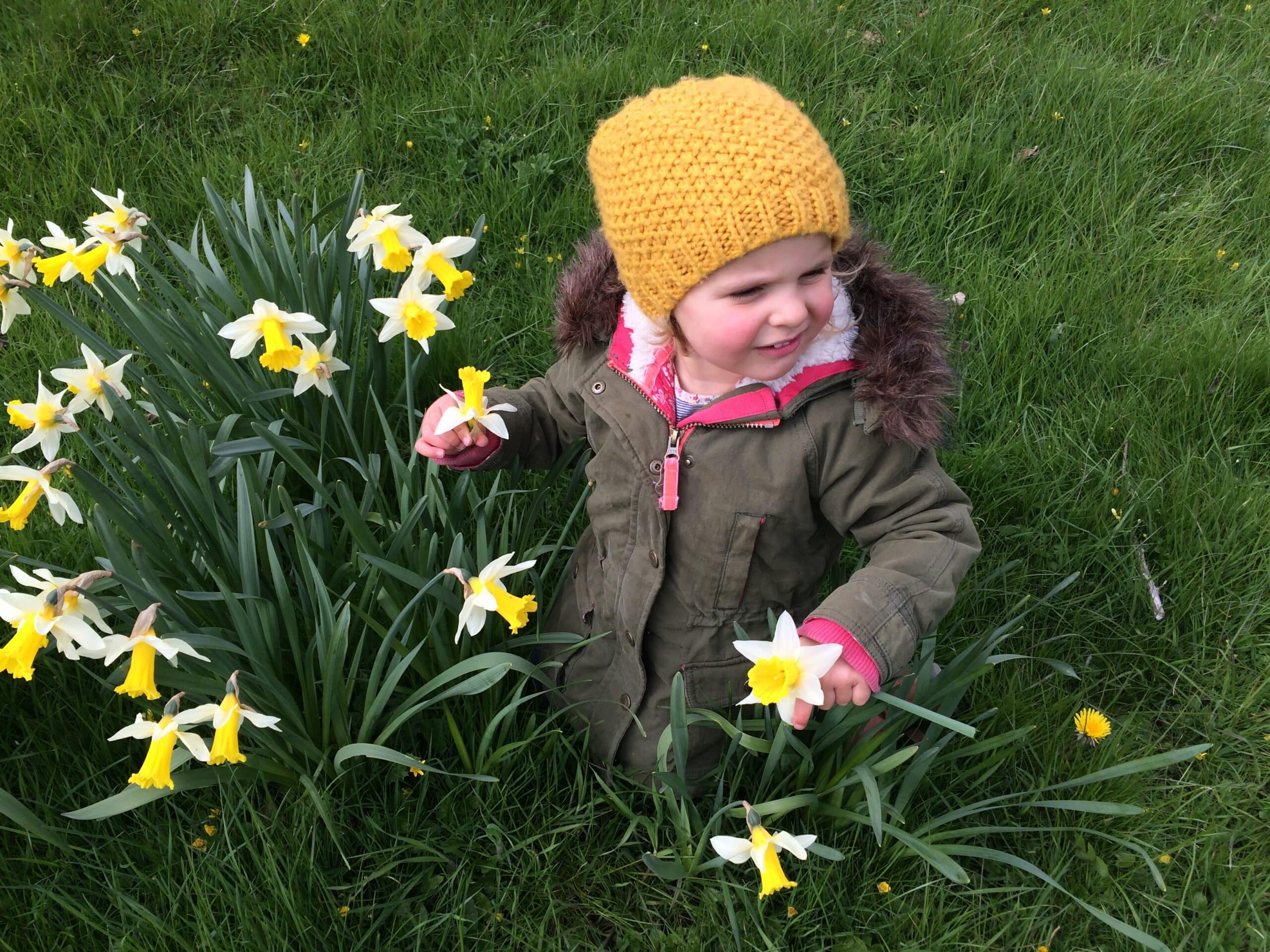 dancing with the daffodils